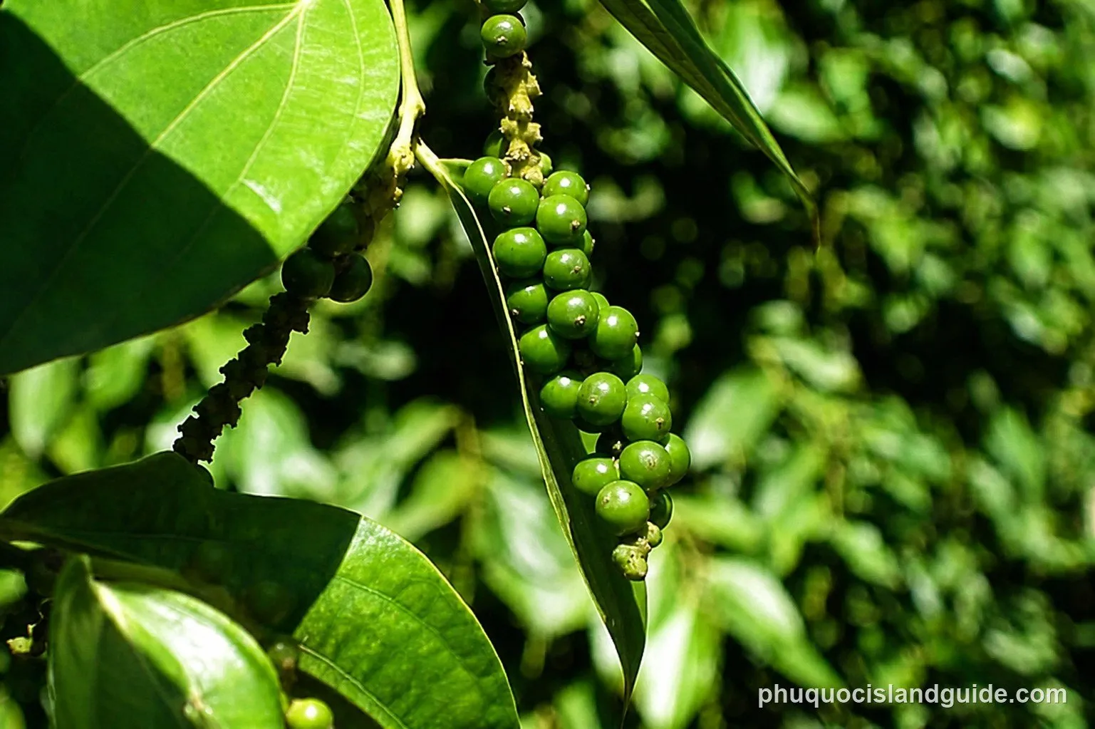 pepper vines growing on a Phu Quoc plantation