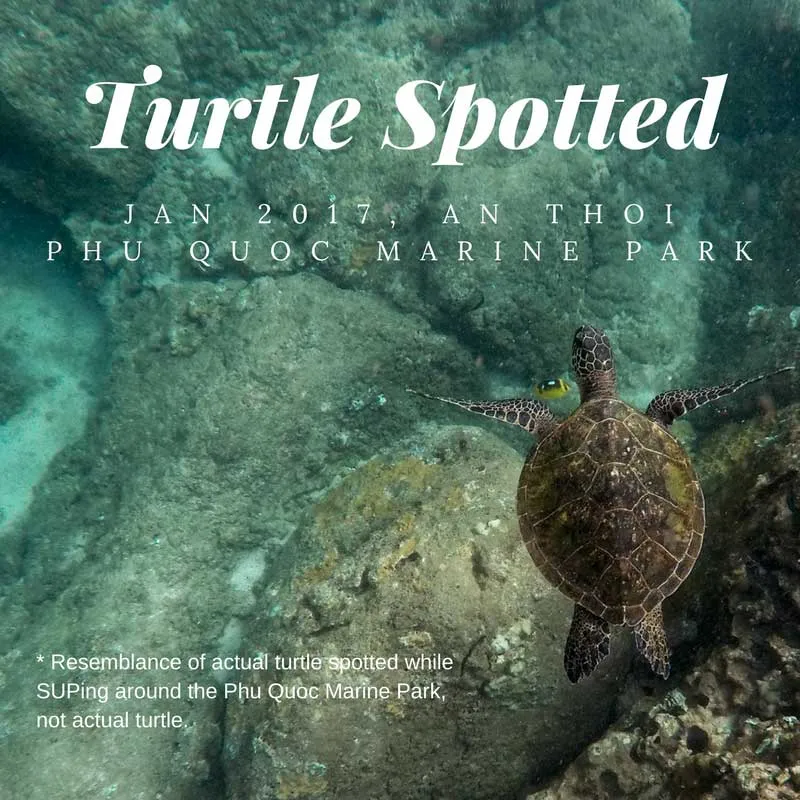 sea turtle in the water off Phu Quoc