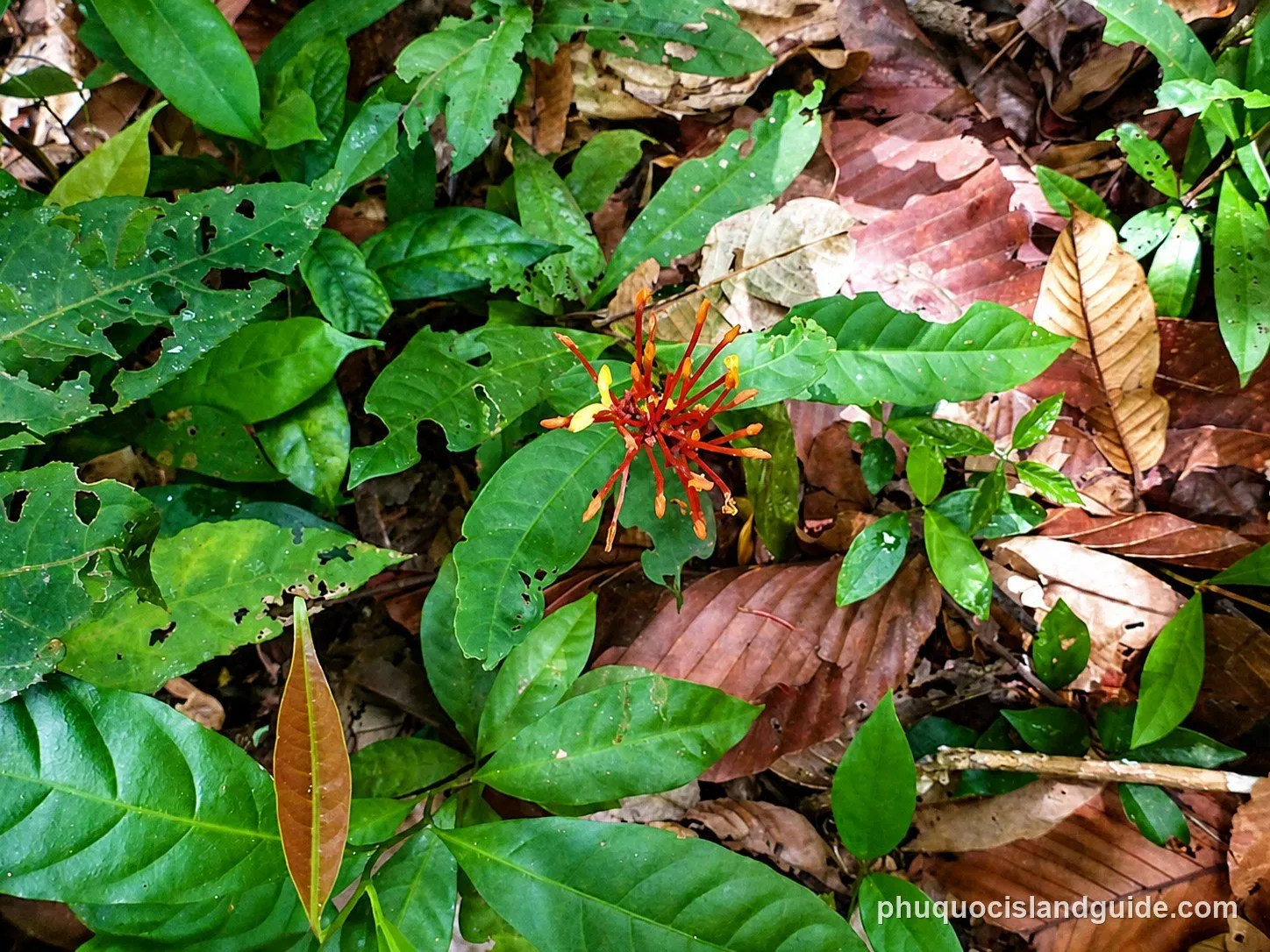 Red and yellow flower among fallen leaves on the forest floor
