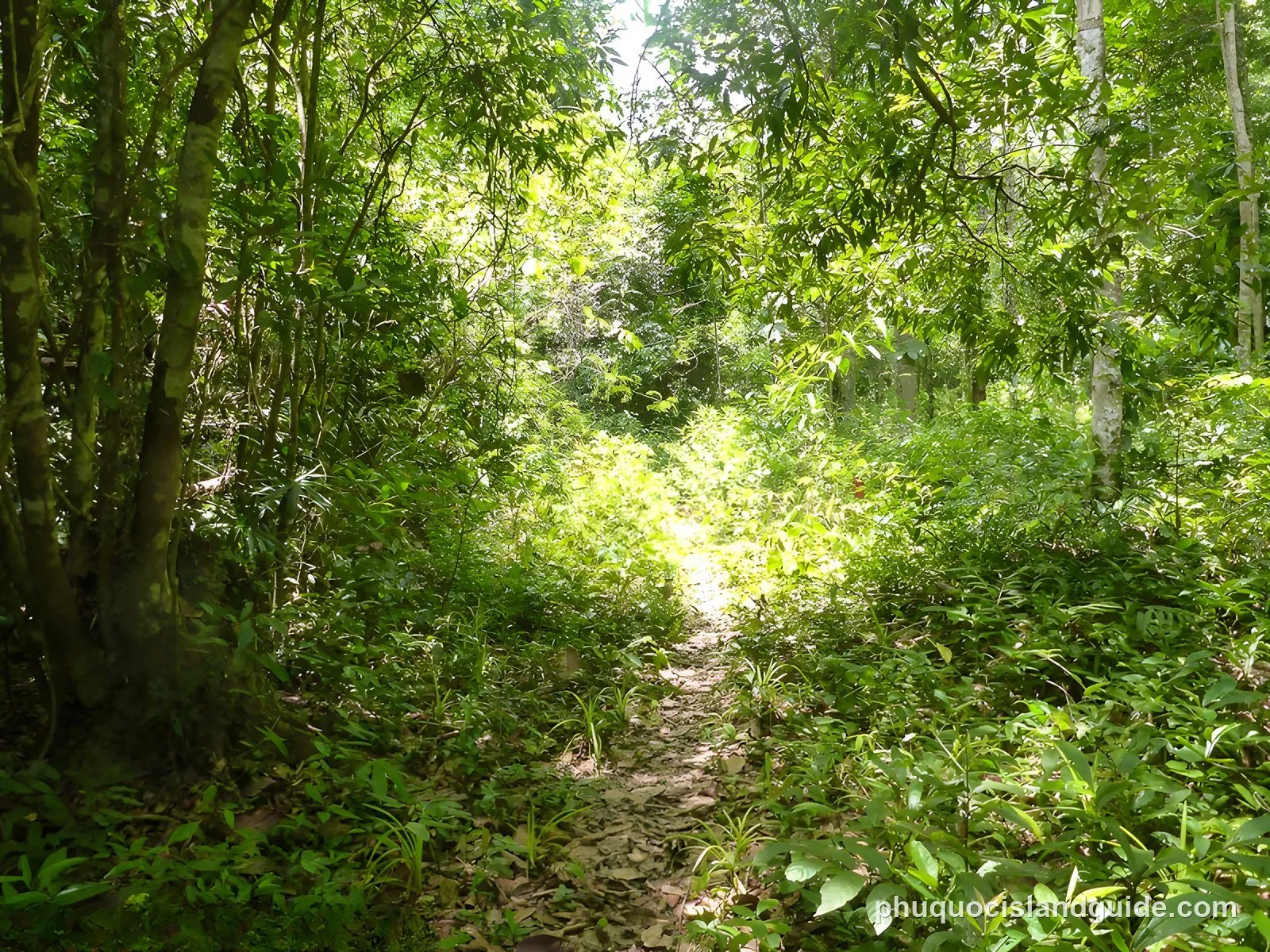 Leaf-covered path winding through the forest
