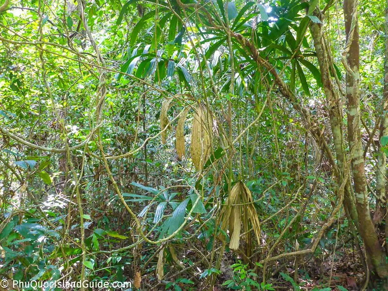 Things to Do on Phu Quoc Island