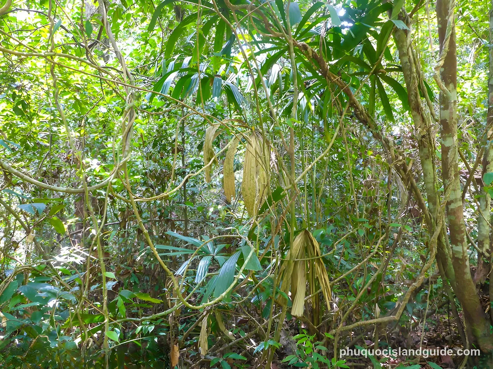 Things to Do on Phu Quoc Island