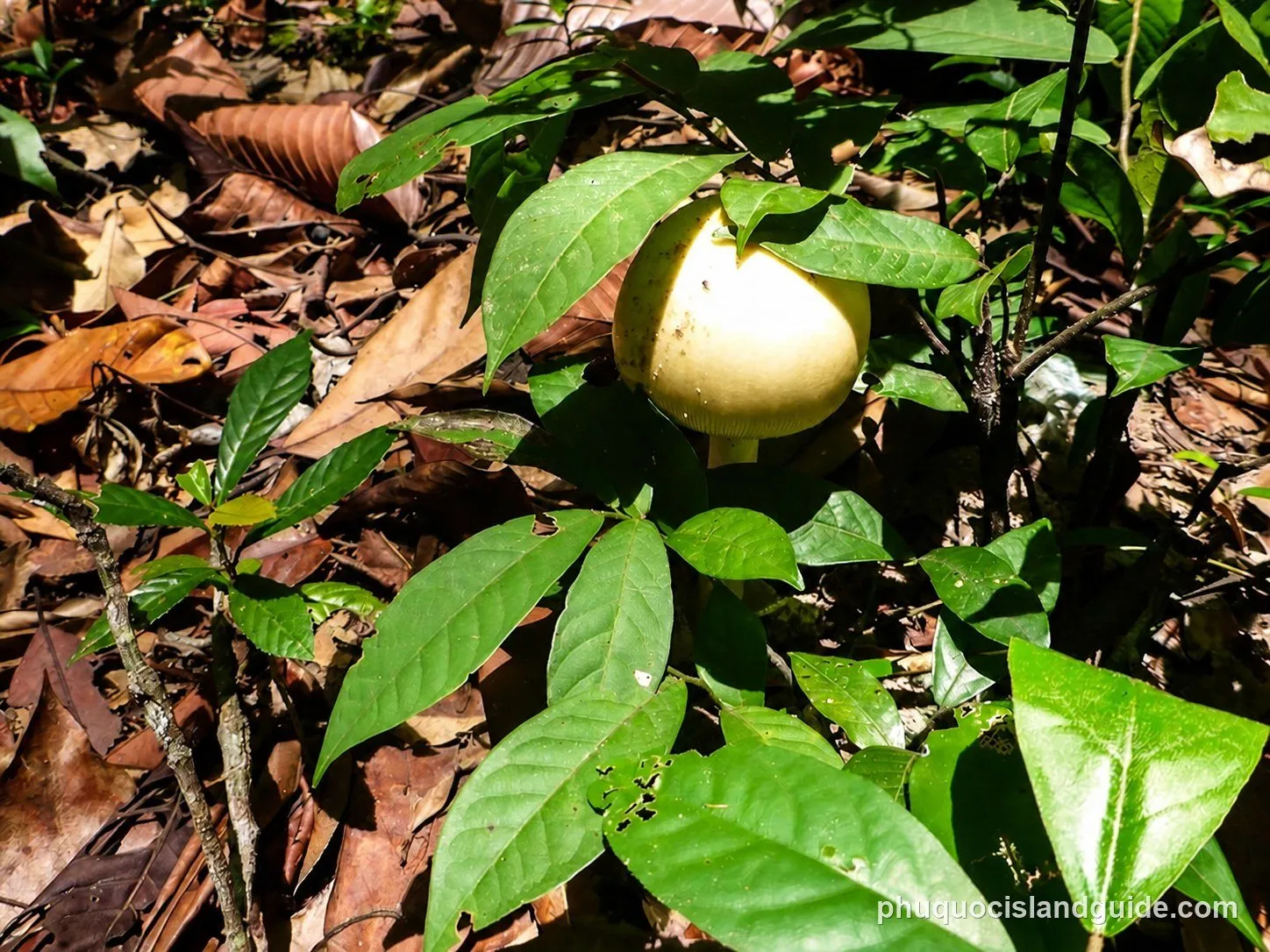 Pale mushroom among fallen leaves on the forest floor