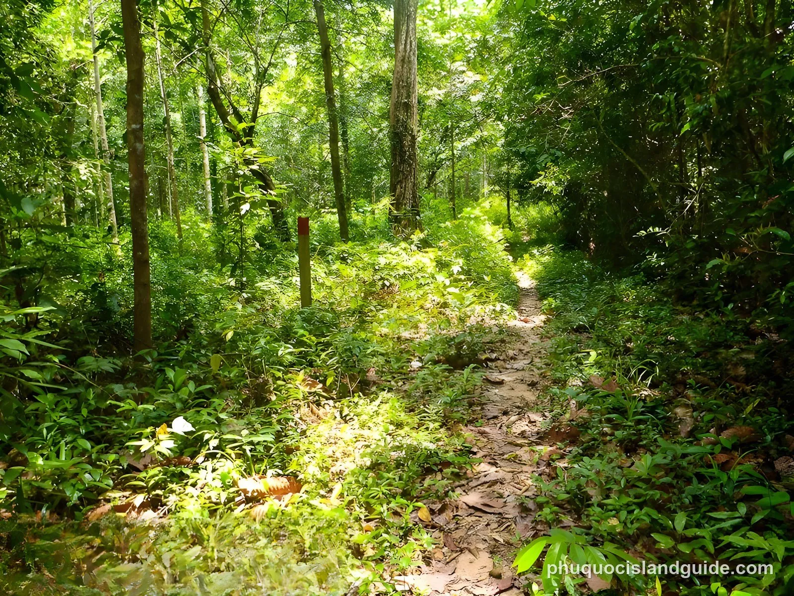 A forest trail in Phu Quoc National Park