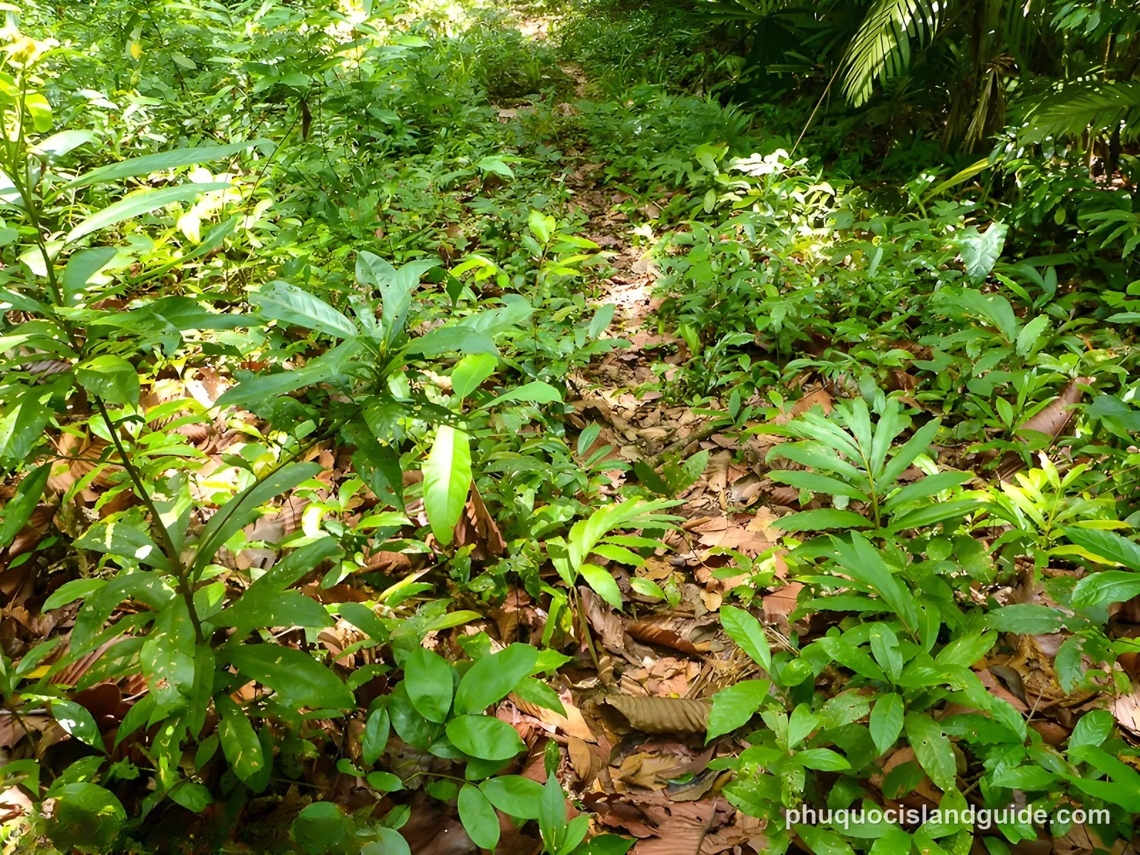 Narrow dirt path through dense forest in the national park
