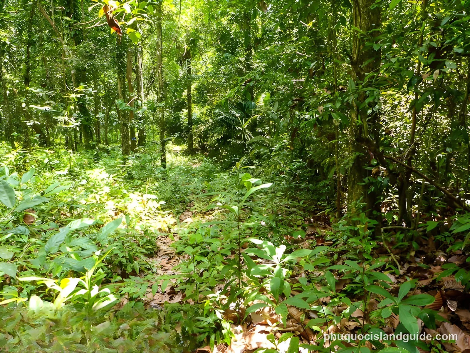 Sun-dappled path through dense forest in the national park