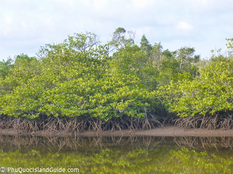 Phu Quoc's Mangrove Forest