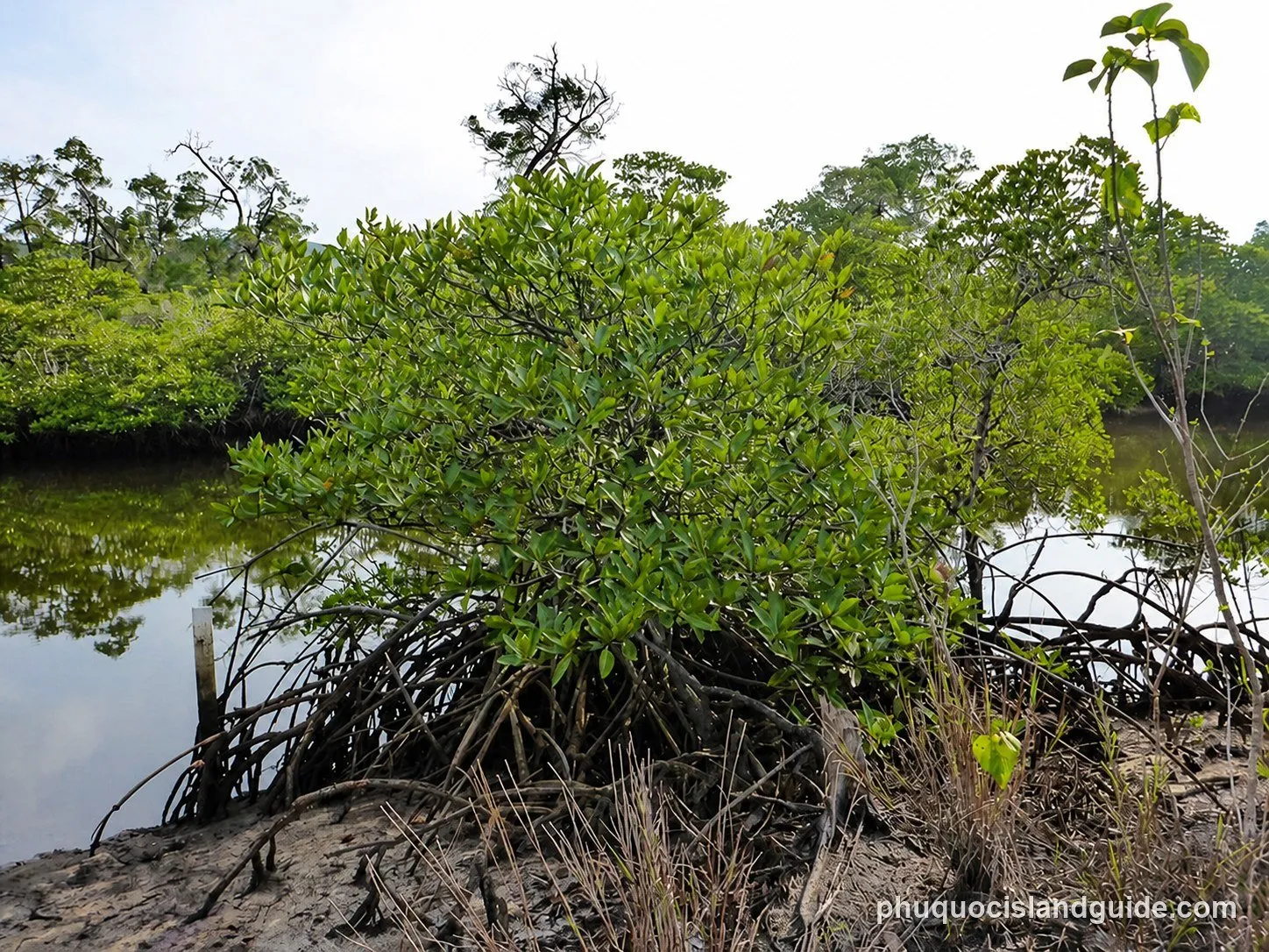 Mangrove trees with visible roots growing along the muddy bank of a calm river or canal under a bright sky. Lush green foliage covers the trees.