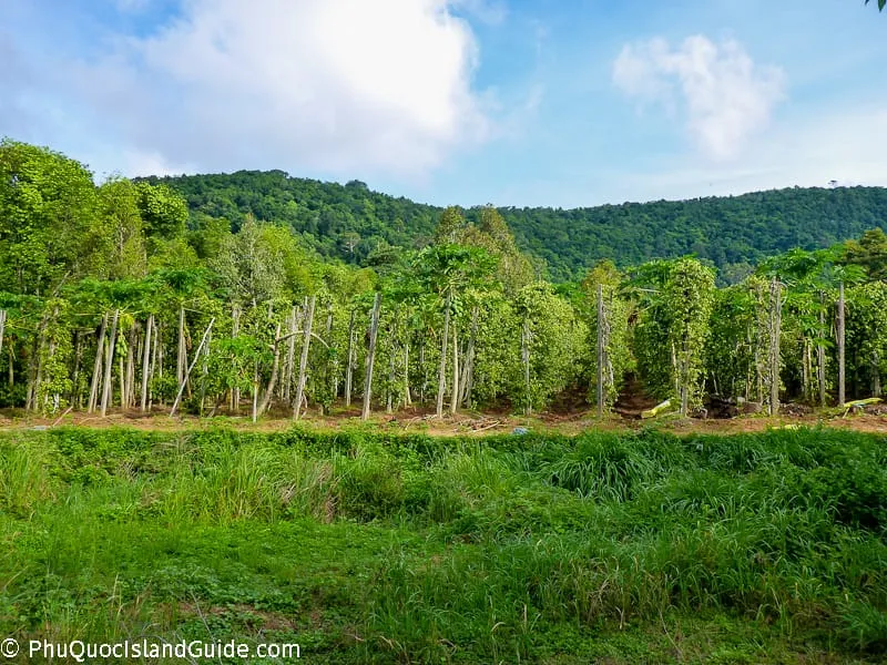 phu quoc island pepper