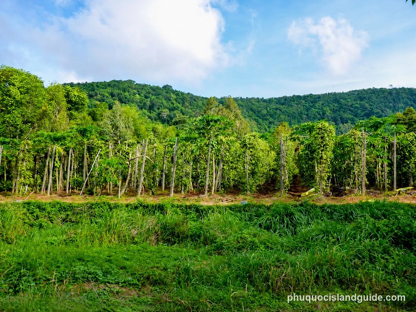 Rows of pepper vines on trellises below a forested hill