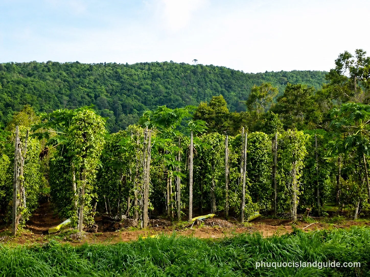 Pepper vines on a farm on Phu Quoc