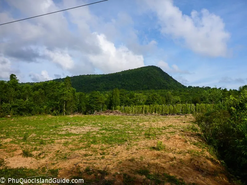 phu quoc island pepper plantation