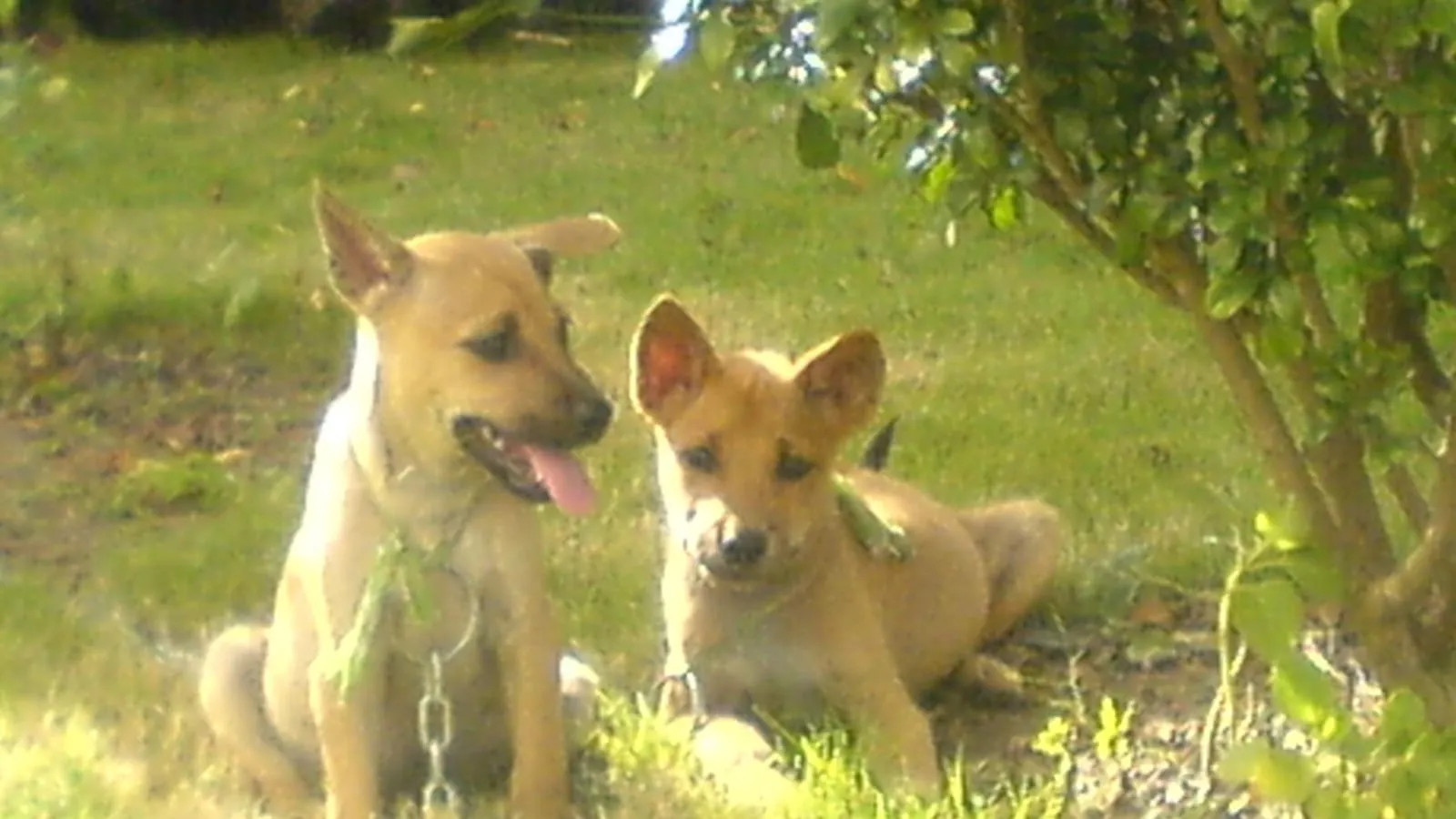 Two fawn Phu Quoc Ridgeback dogs resting on the grass