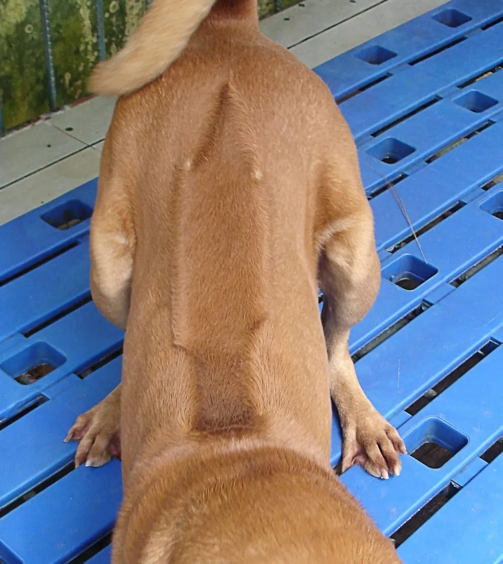 The ridge of reverse-growing hair along the back of a fawn Phu Quoc Ridgeback