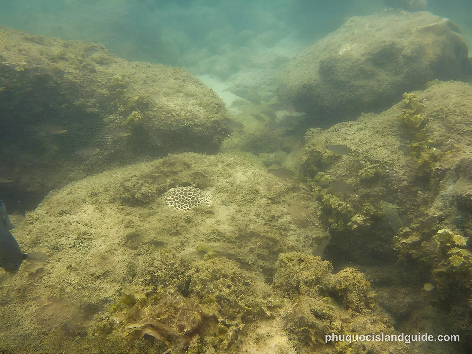 Algae-covered rocks with little live coral at a snorkelling spot off Phu Quoc