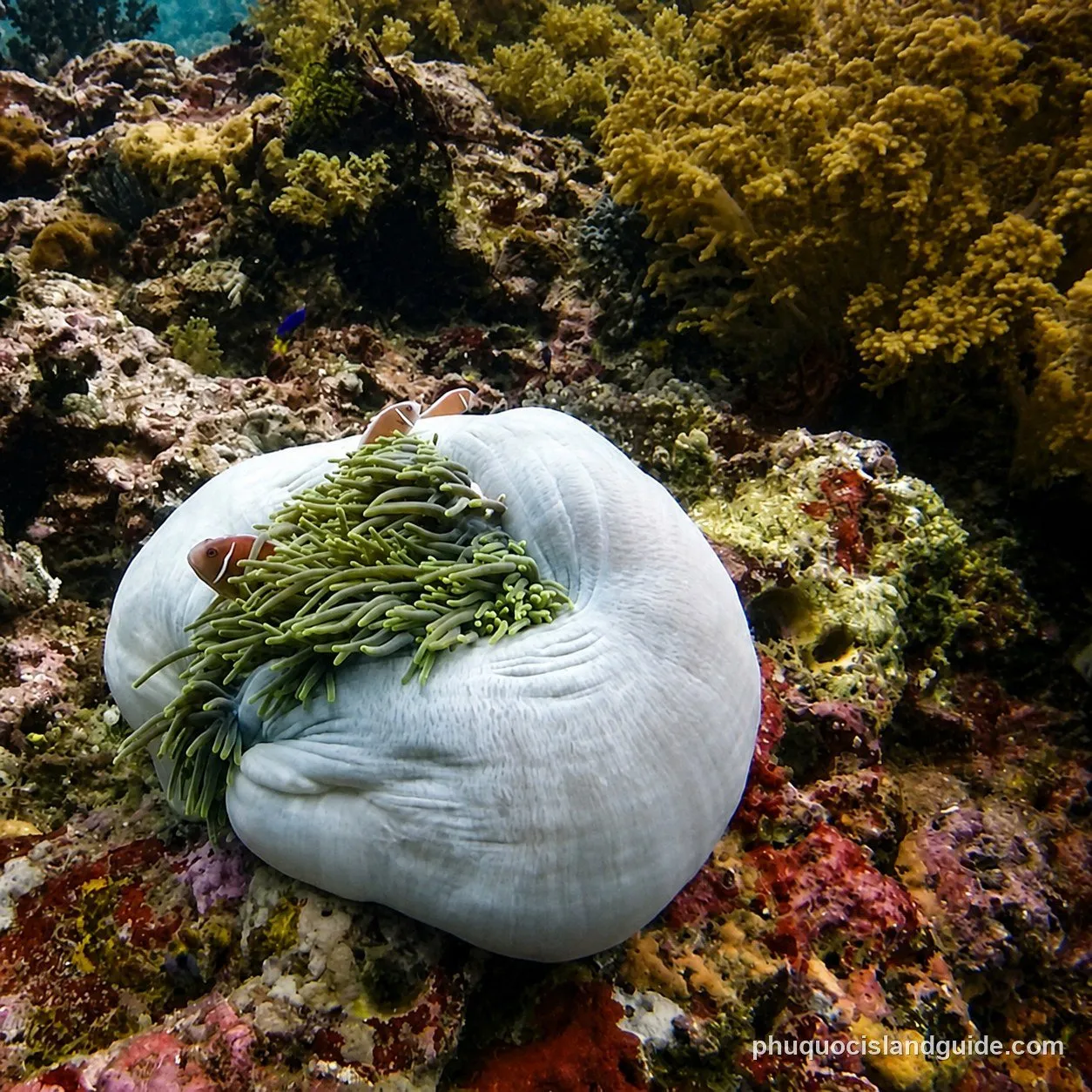 Two clownfish nestled in a large white sea anemone on a vibrant coral reef underwater.