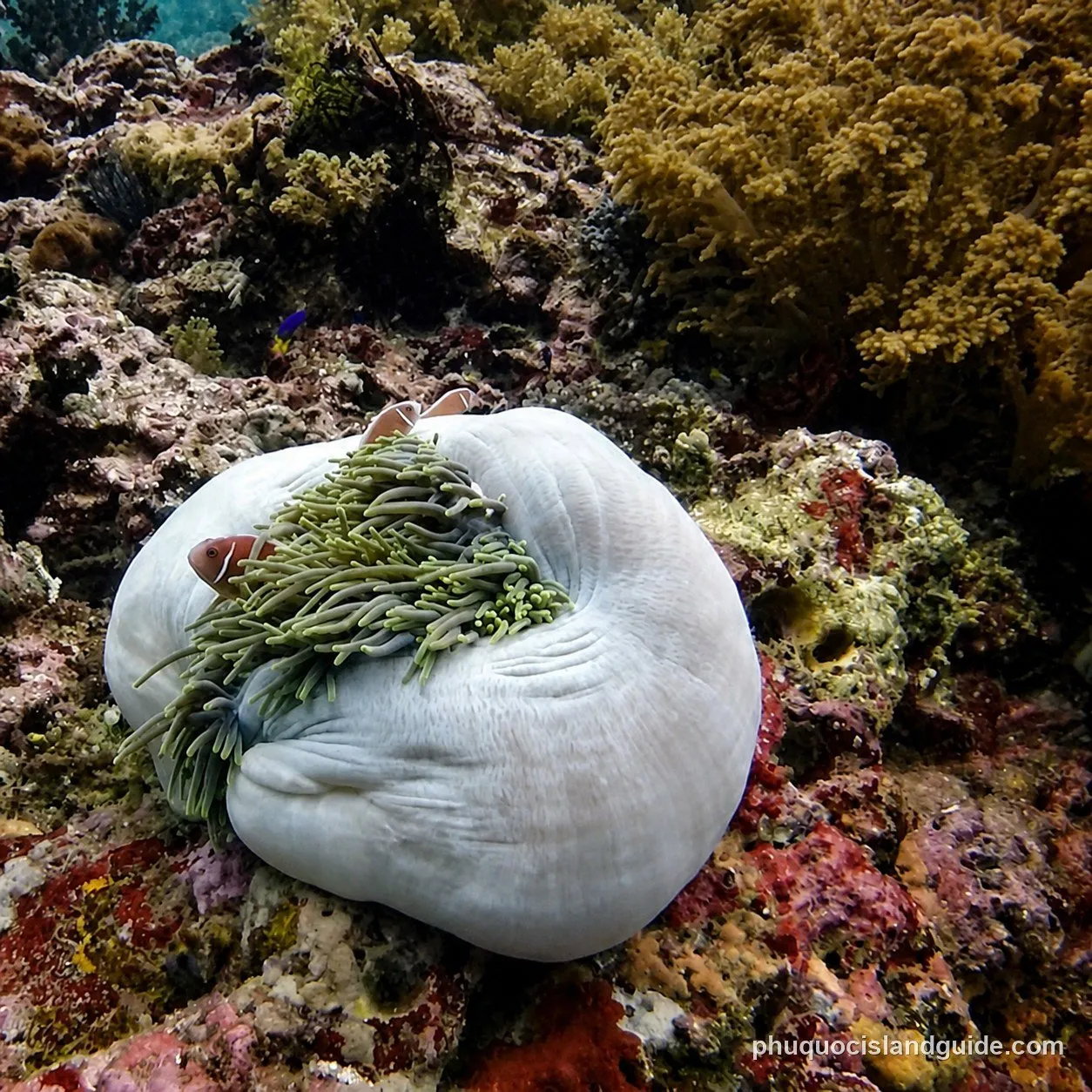 Two clownfish nestled in a large white sea anemone on a vibrant coral reef underwater.