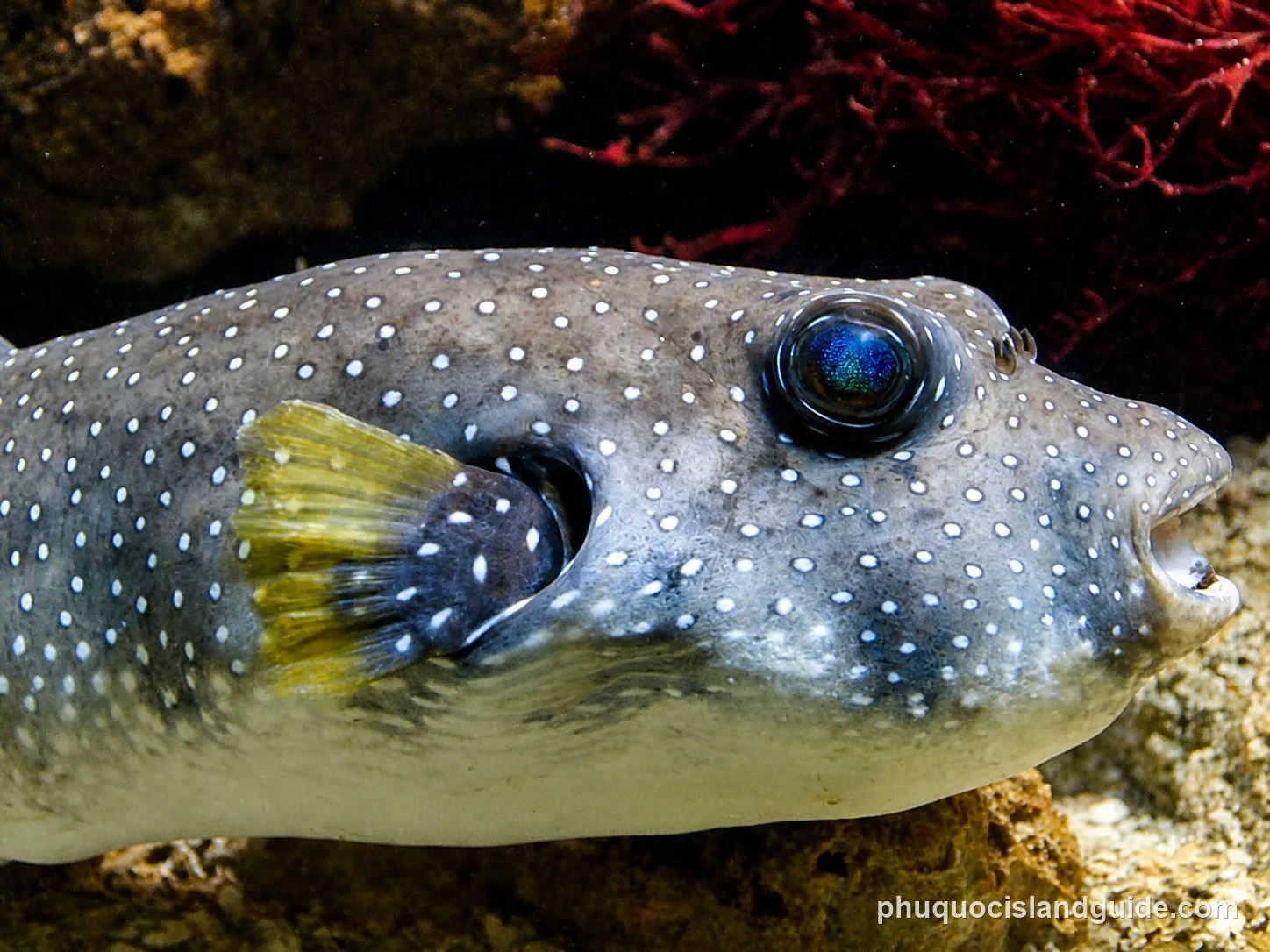 puffer fish while scuba diving phu quoc