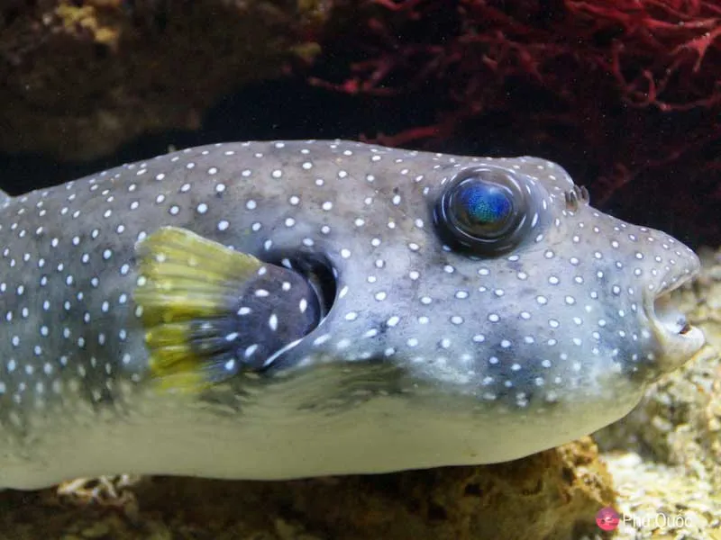 puffer fish while scuba diving phu quoc