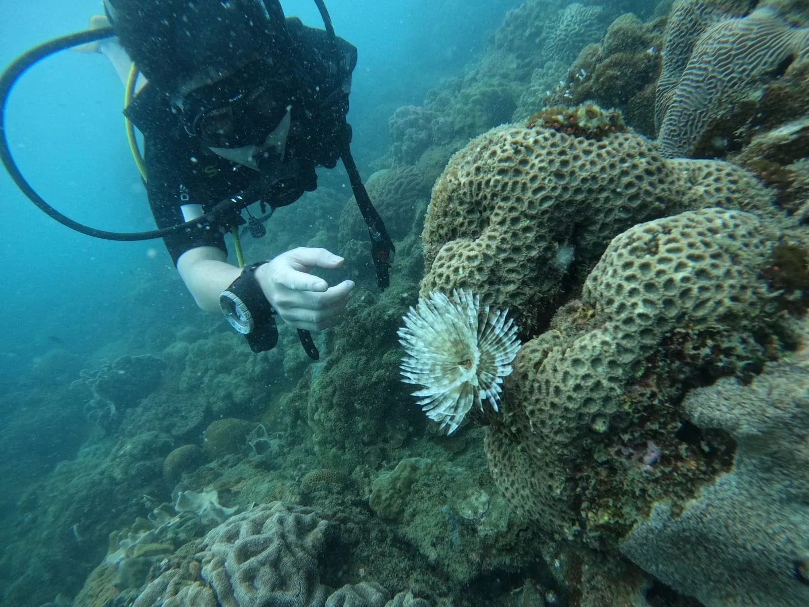 A diver looking at a fan worm on a brain coral on a reef near Phu Quoc