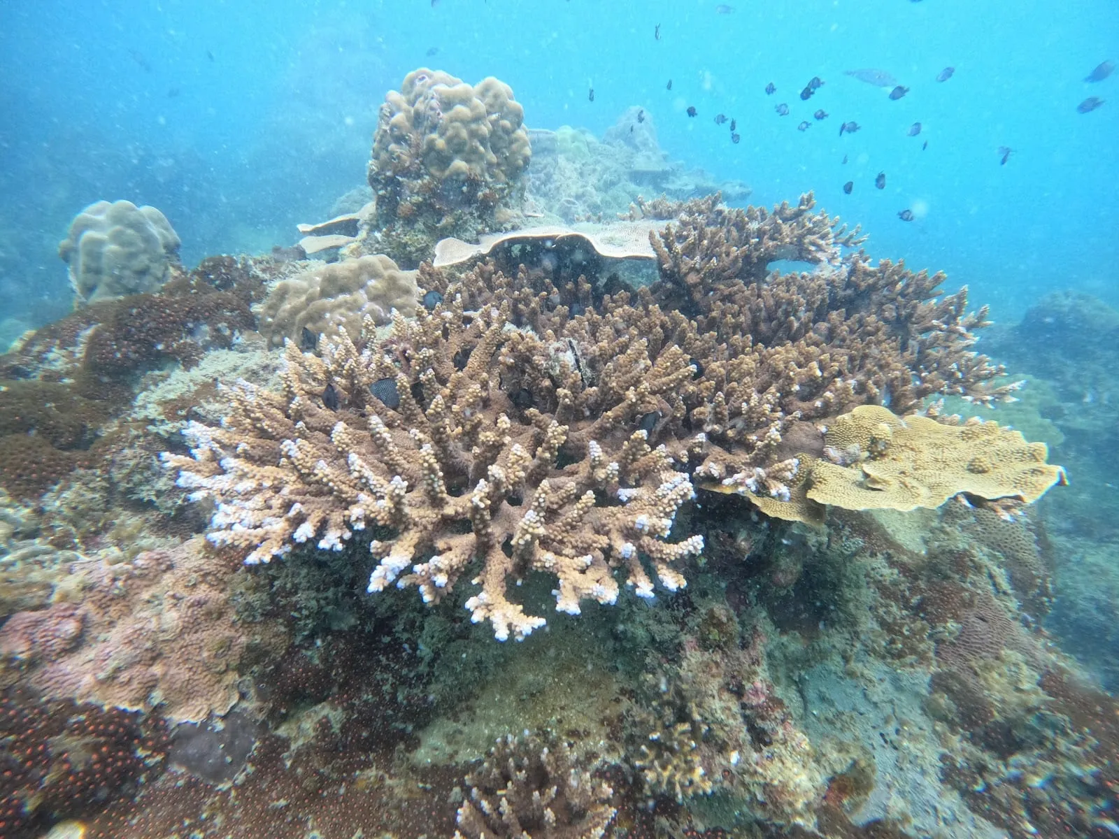 Branching and table corals with small fish on a reef near Phu Quoc