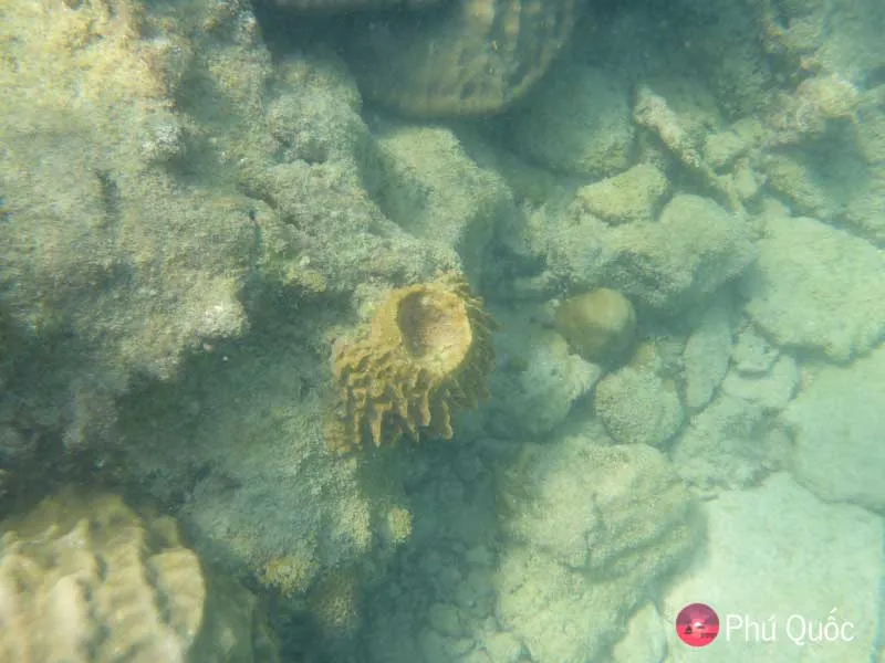 scuba diving on phu quoc island