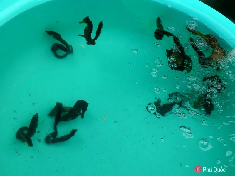 sea horses on phu quoc island