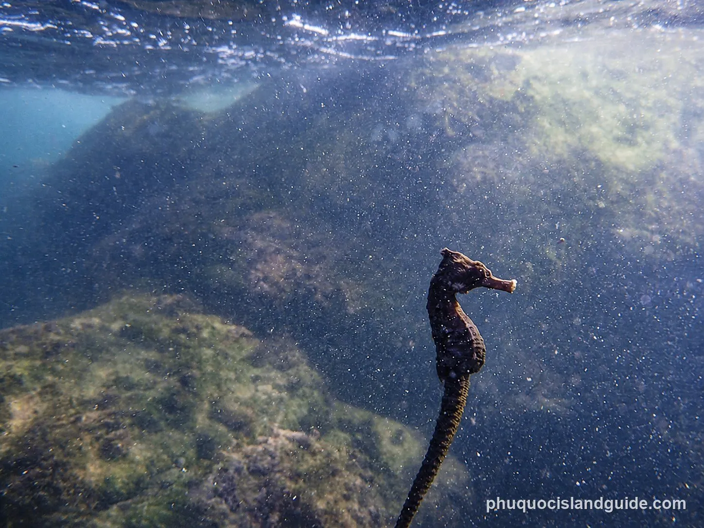 Seahorse swimming over rocks and coral