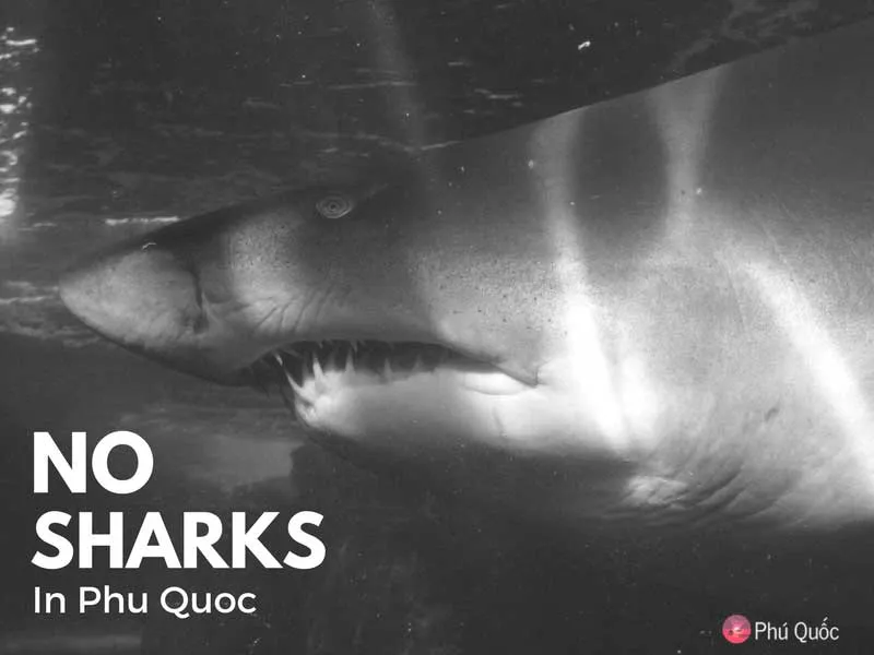sharks in phu quoc