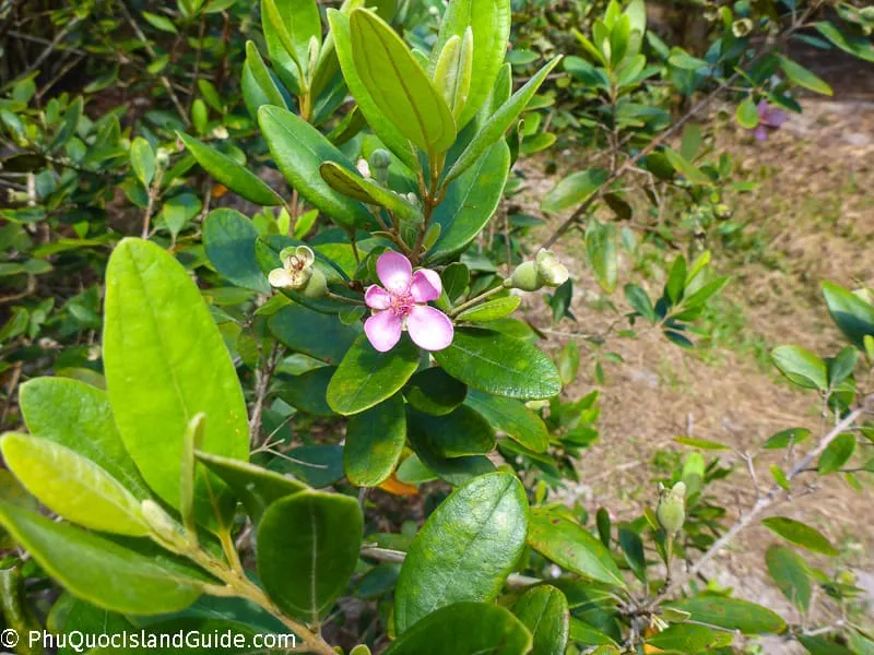 myrtle flower phu quoc
