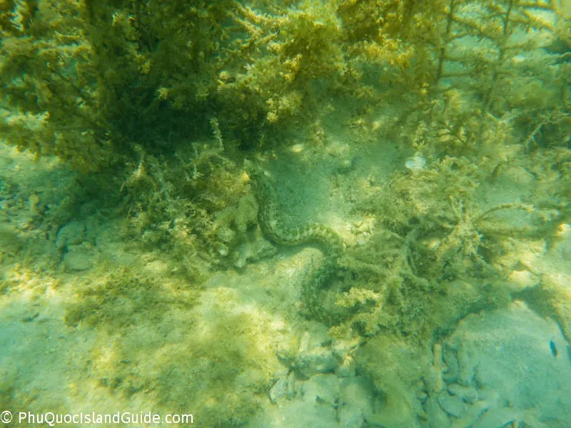 snorkeling diep son island