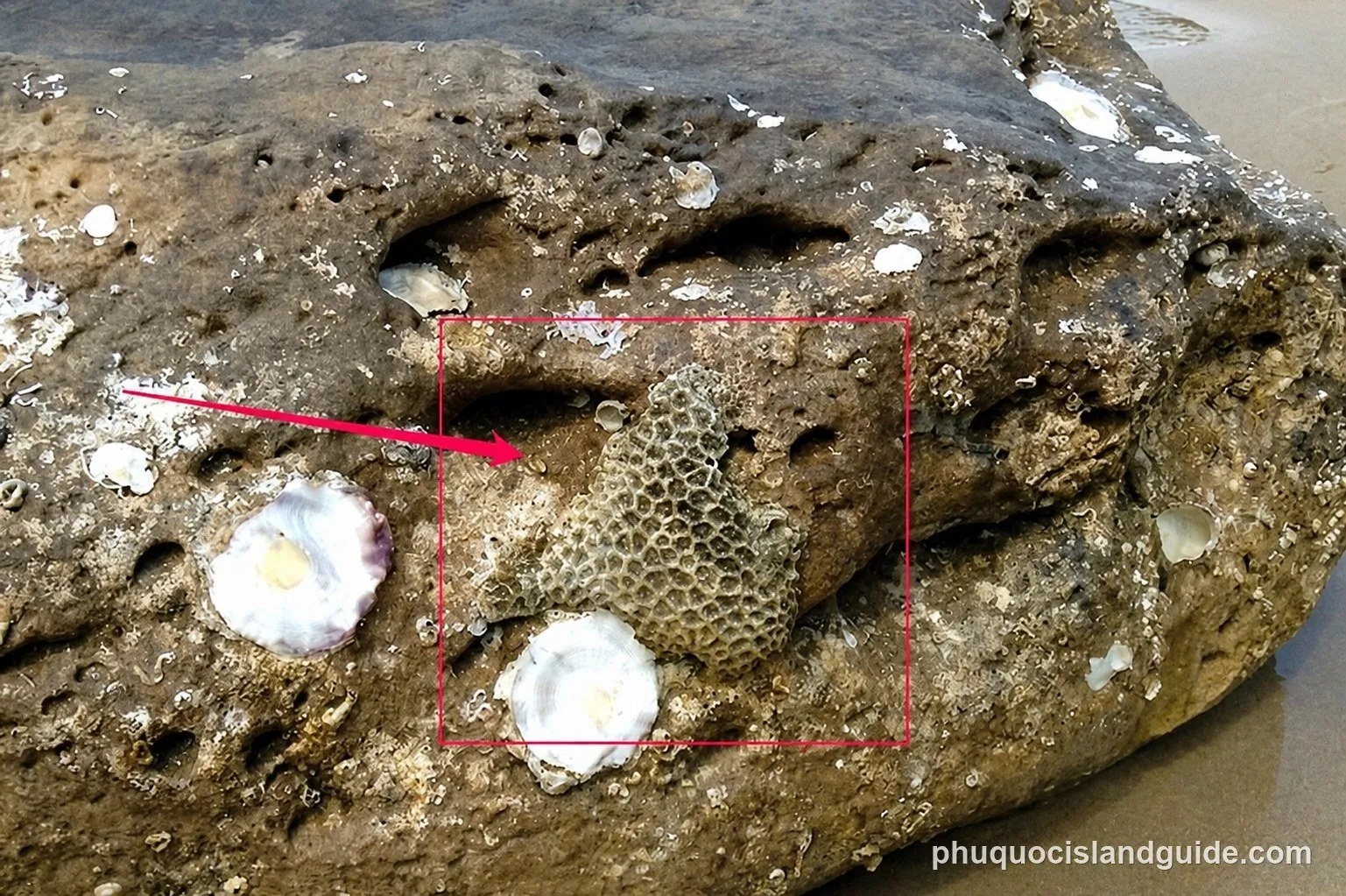 Rock on the beach covered in coral, barnacles and shells