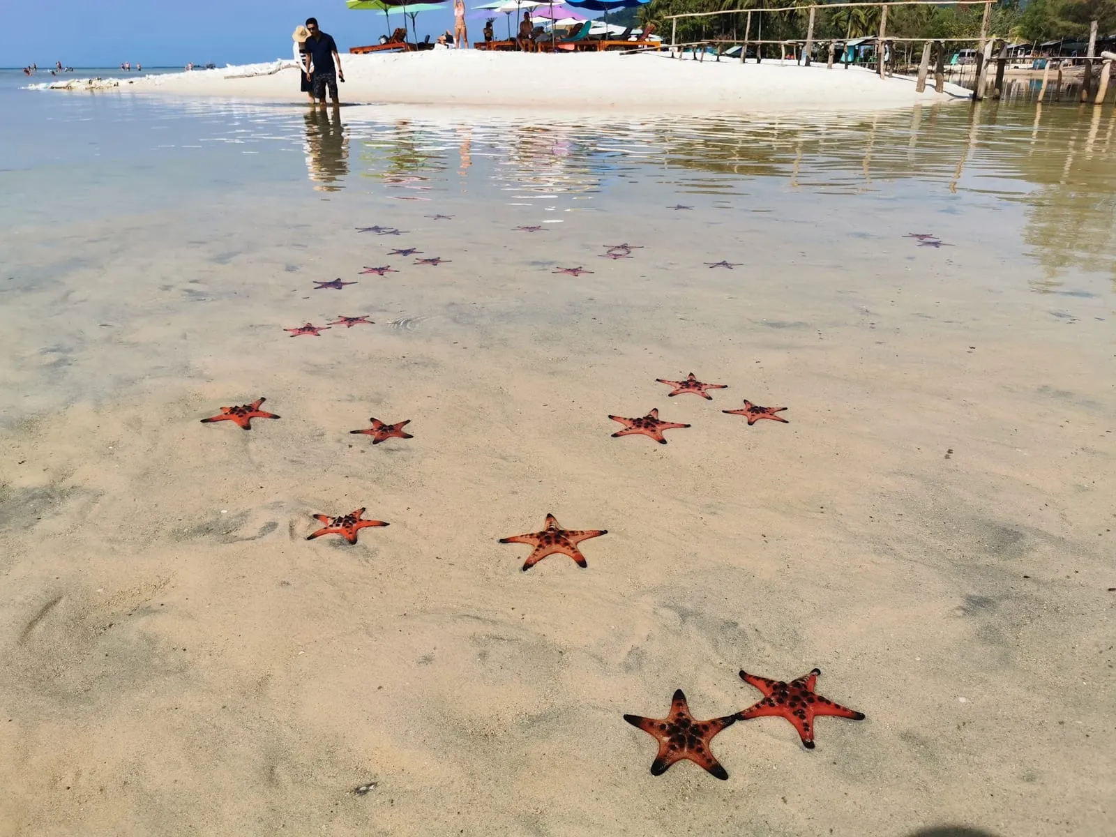 Red starfish on the sand in clear, shallow water at Starfish Beach