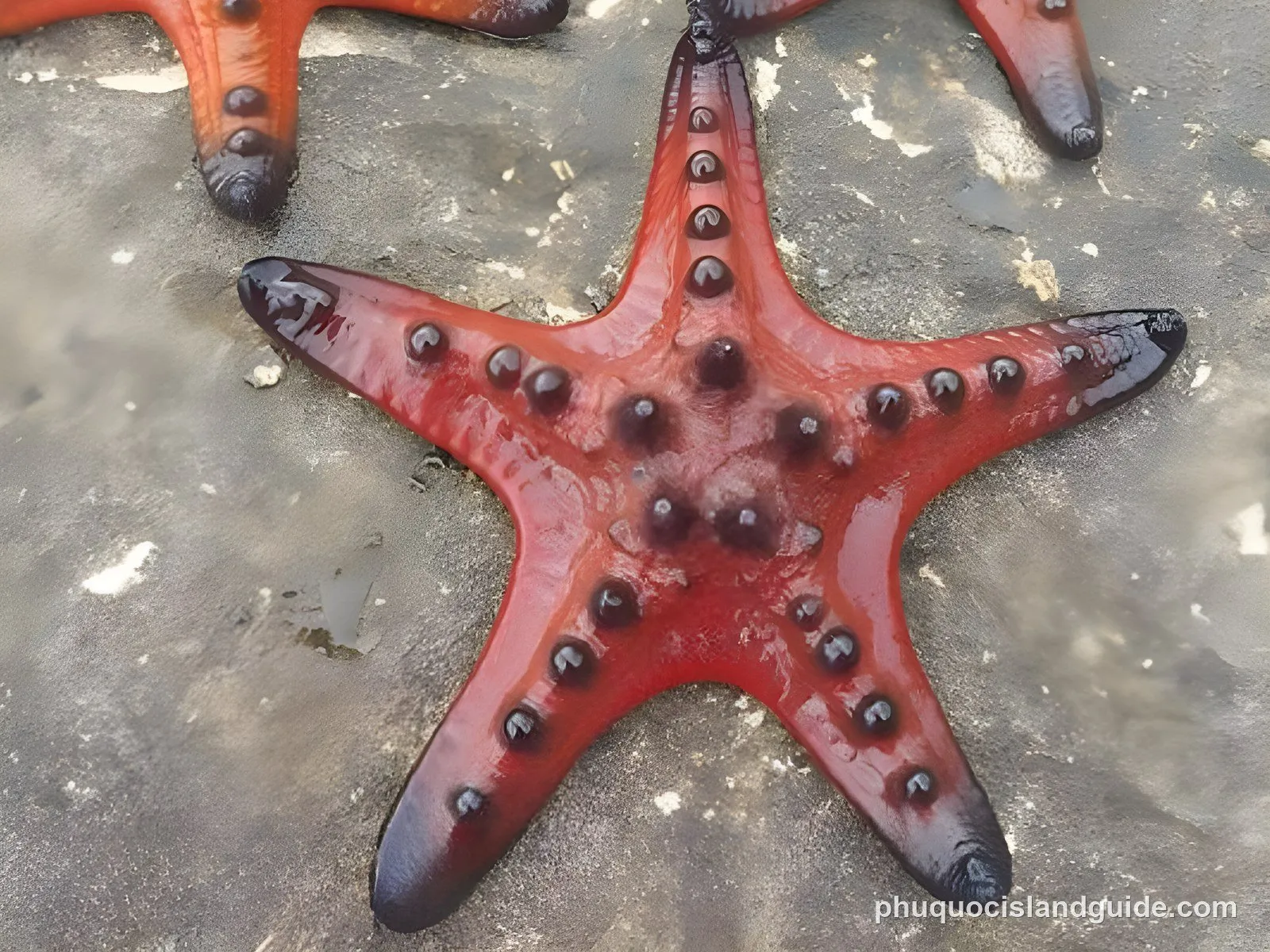 Red starfish with black bumps on a grey rock