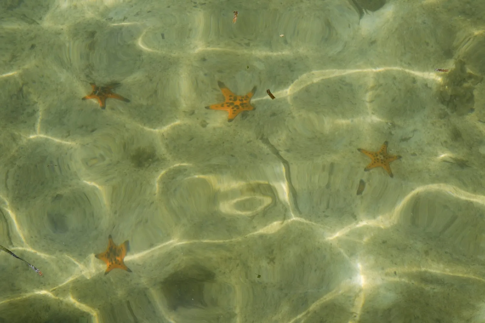 Starfish on the sandy seabed in shallow water at Rach Vem