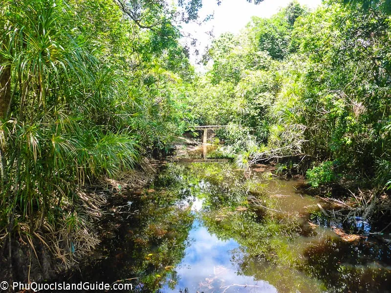 A narrow, dark stream flows through a dense tropical forest, reflecting the sky and trees. A small wooden bridge is visible in the distance.
