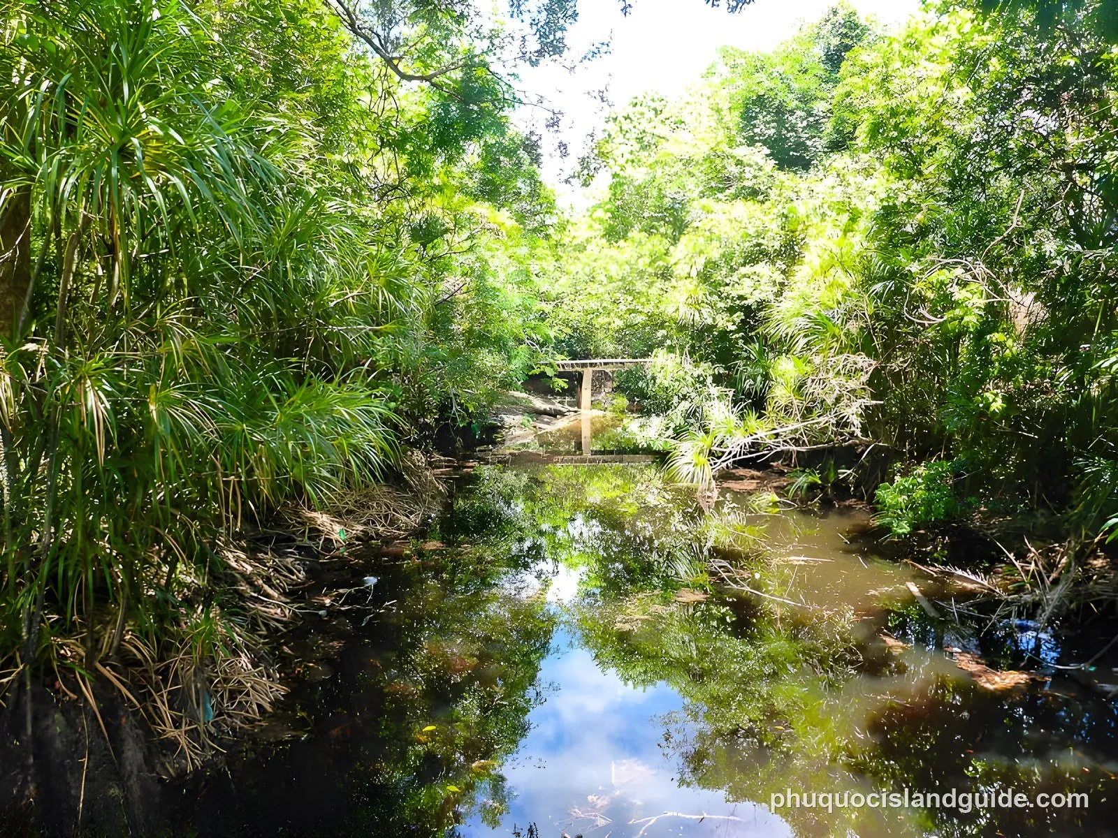 A narrow, dark stream flows through a dense tropical forest, reflecting the sky and trees. A small wooden bridge is visible in the distance.