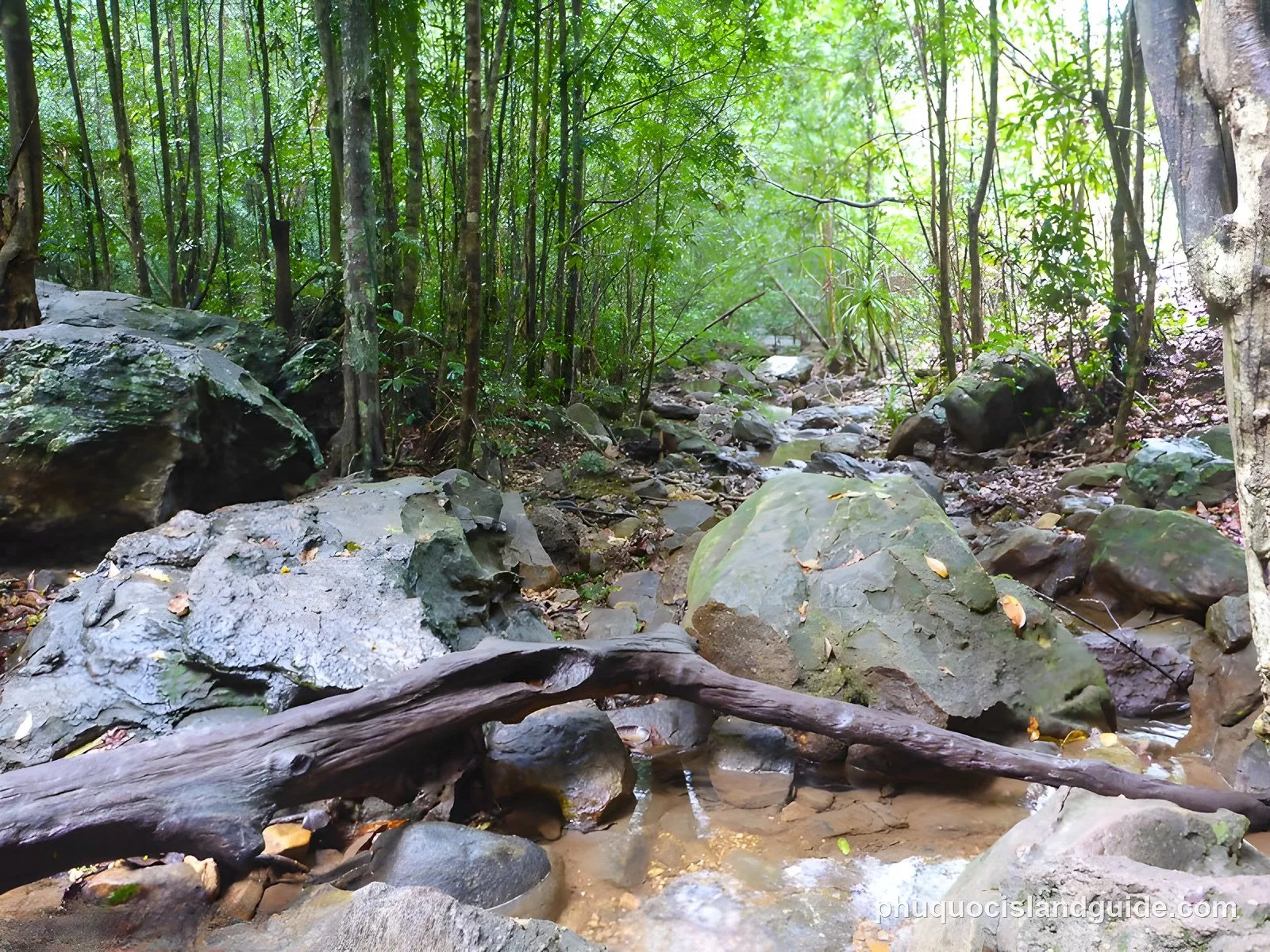Rocky stream with a fallen log in the forest at Suoi Tranh