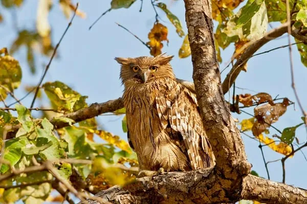 A large brown owl with prominent ear tufts and yellow eyes perches on a tree branch, surrounded by green and yellow leaves against a clear blue sky.