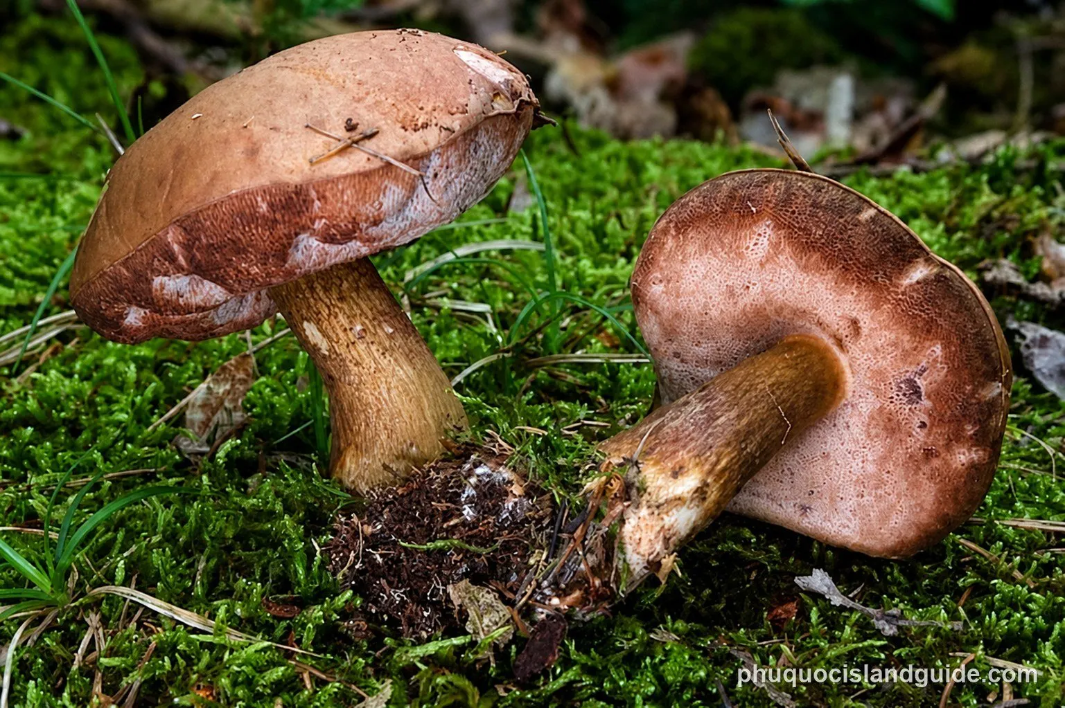 tram Melaleuca mushroom phu quoc