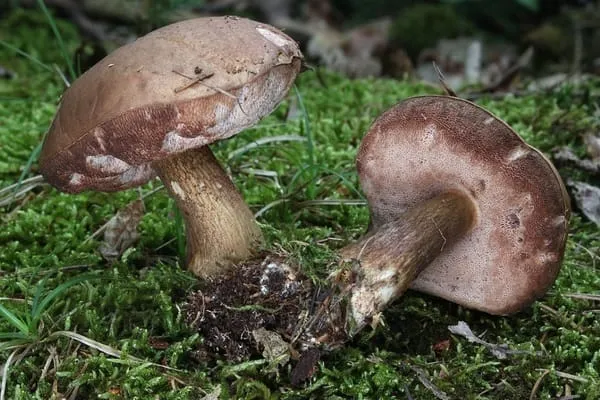 tram Melaleuca mushroom phu quoc