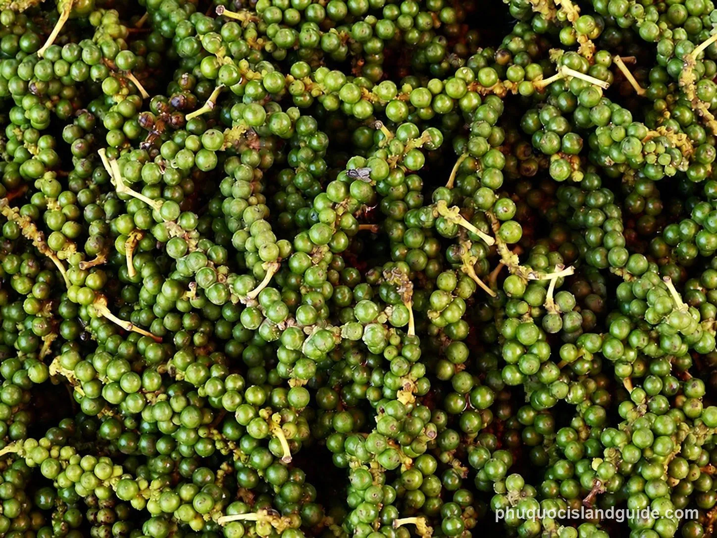 A close-up shot of many fresh green peppercorns still on their vines, showing their vibrant color and texture.