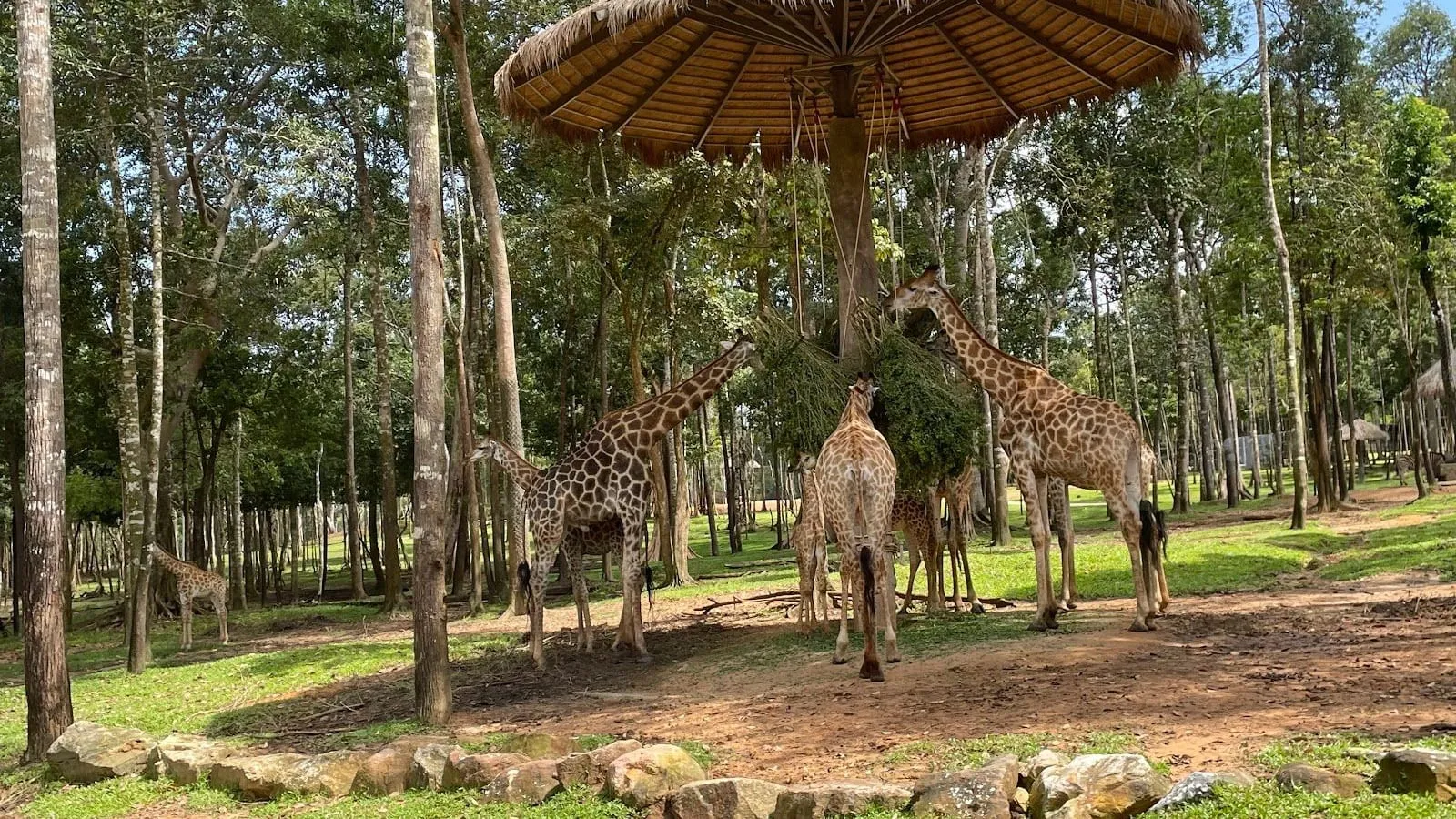 Giraffes gathered around a feeding shelter among tall trees at Vinpearl Safari Phu Quoc