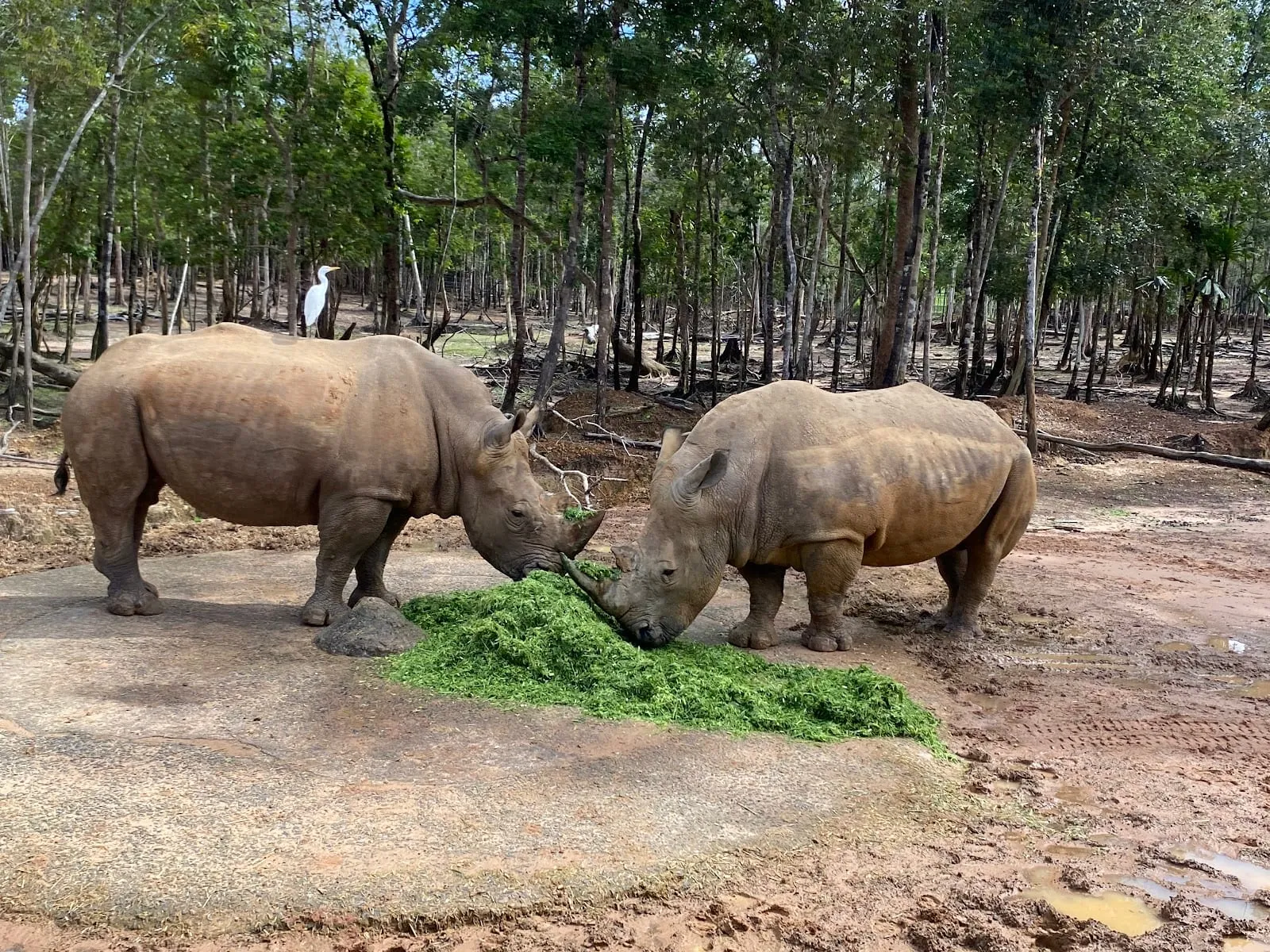 Two white rhinoceroses grazing in the semi-wild zone at Vinpearl Safari