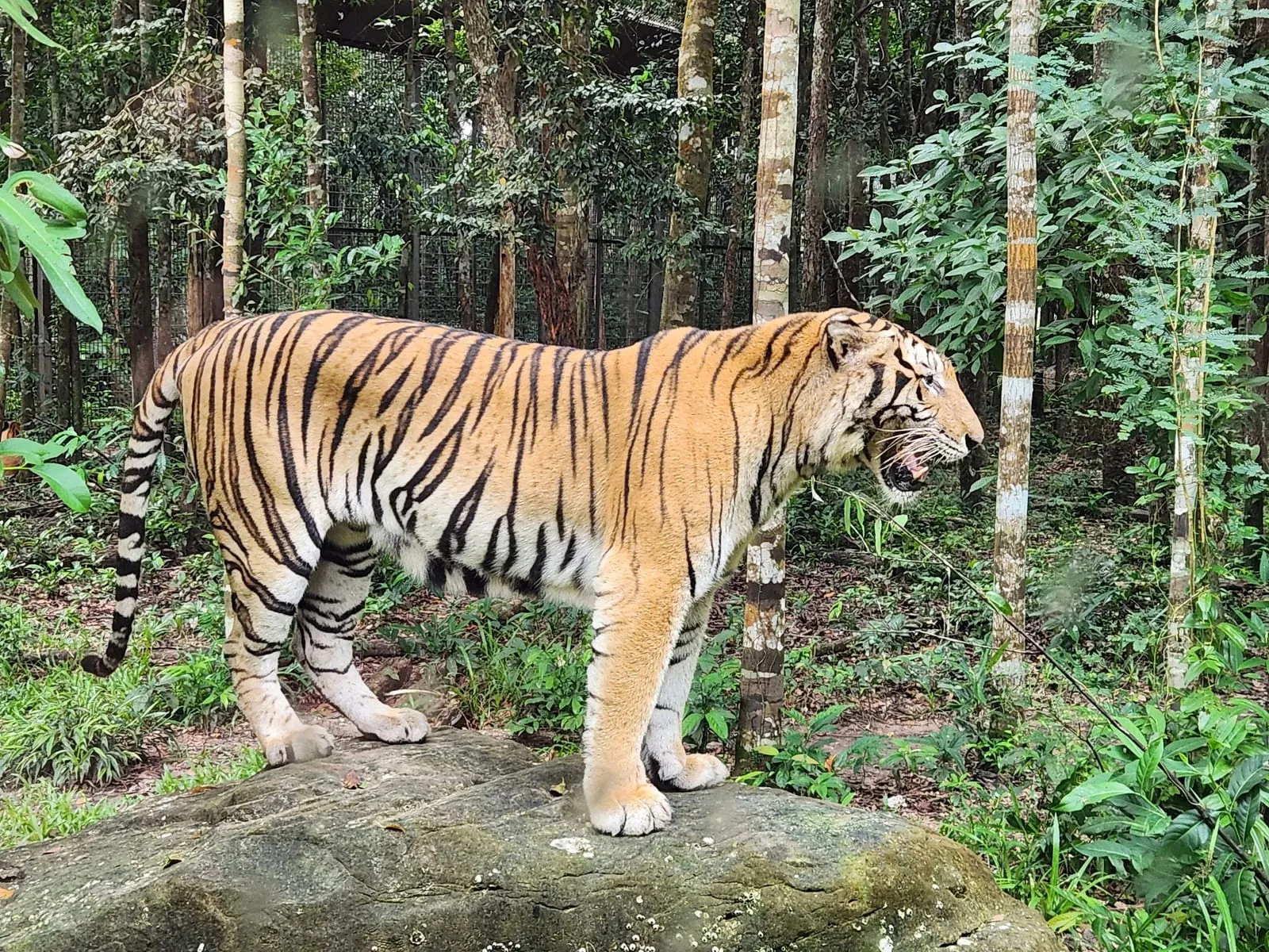 A Bengal tiger in its enclosure at Vinpearl Safari Phu Quoc