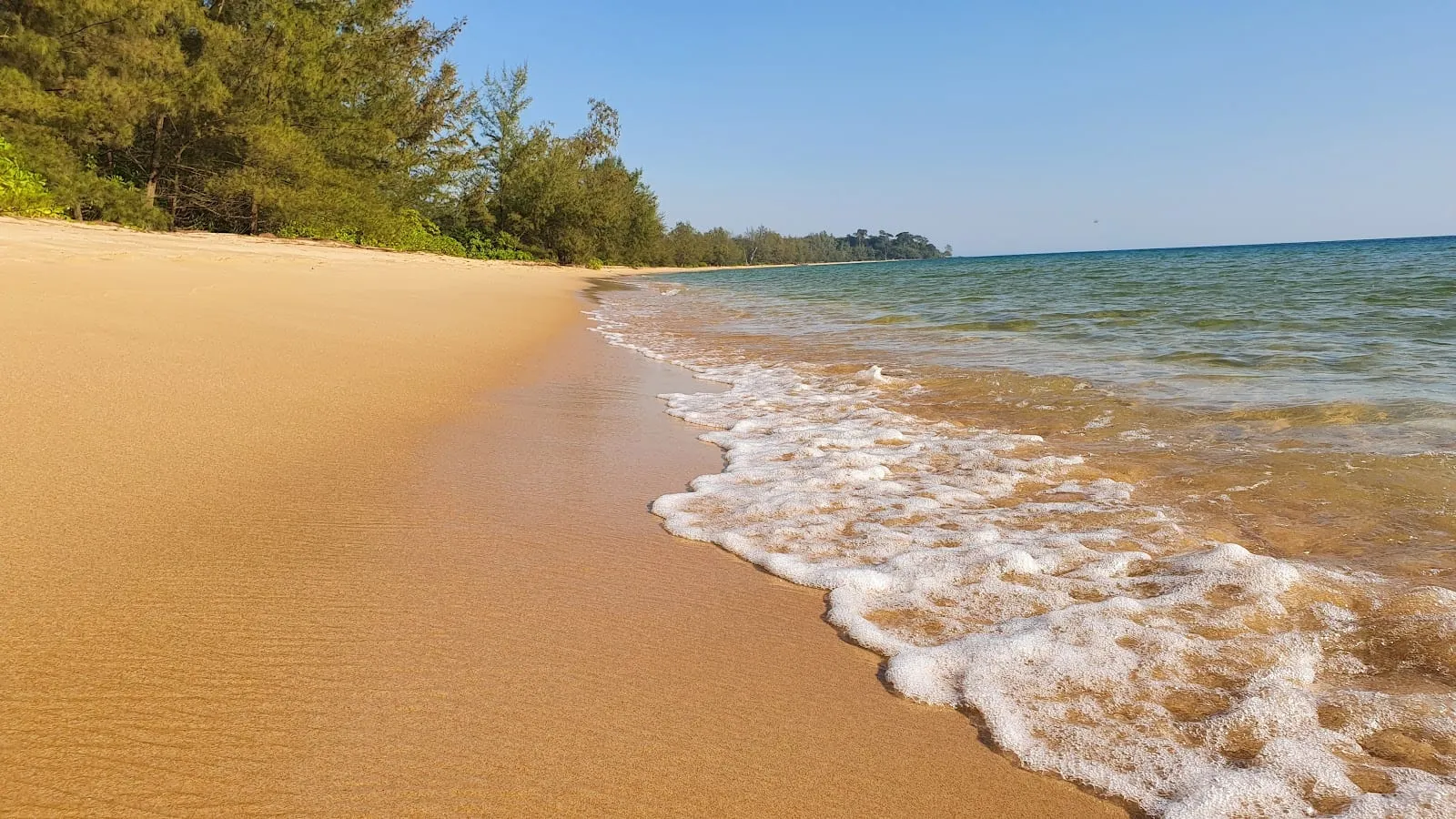 Golden sand and casuarina trees along Vung Bau beach