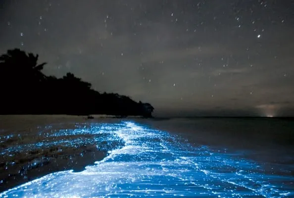 Watch bioluminescent plankton in phu quoc