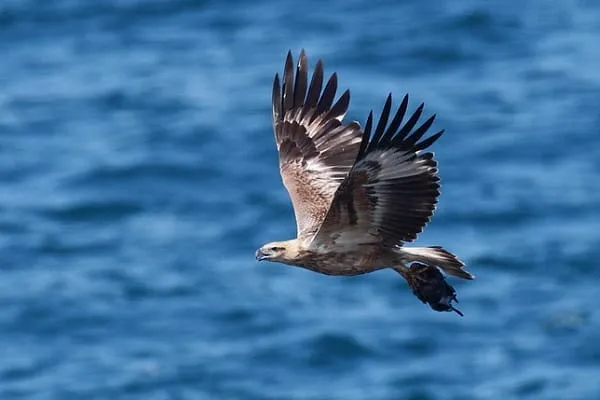 A brown and white eagle with outstretched wings flies over blue water, carrying a dark object in its talons.
